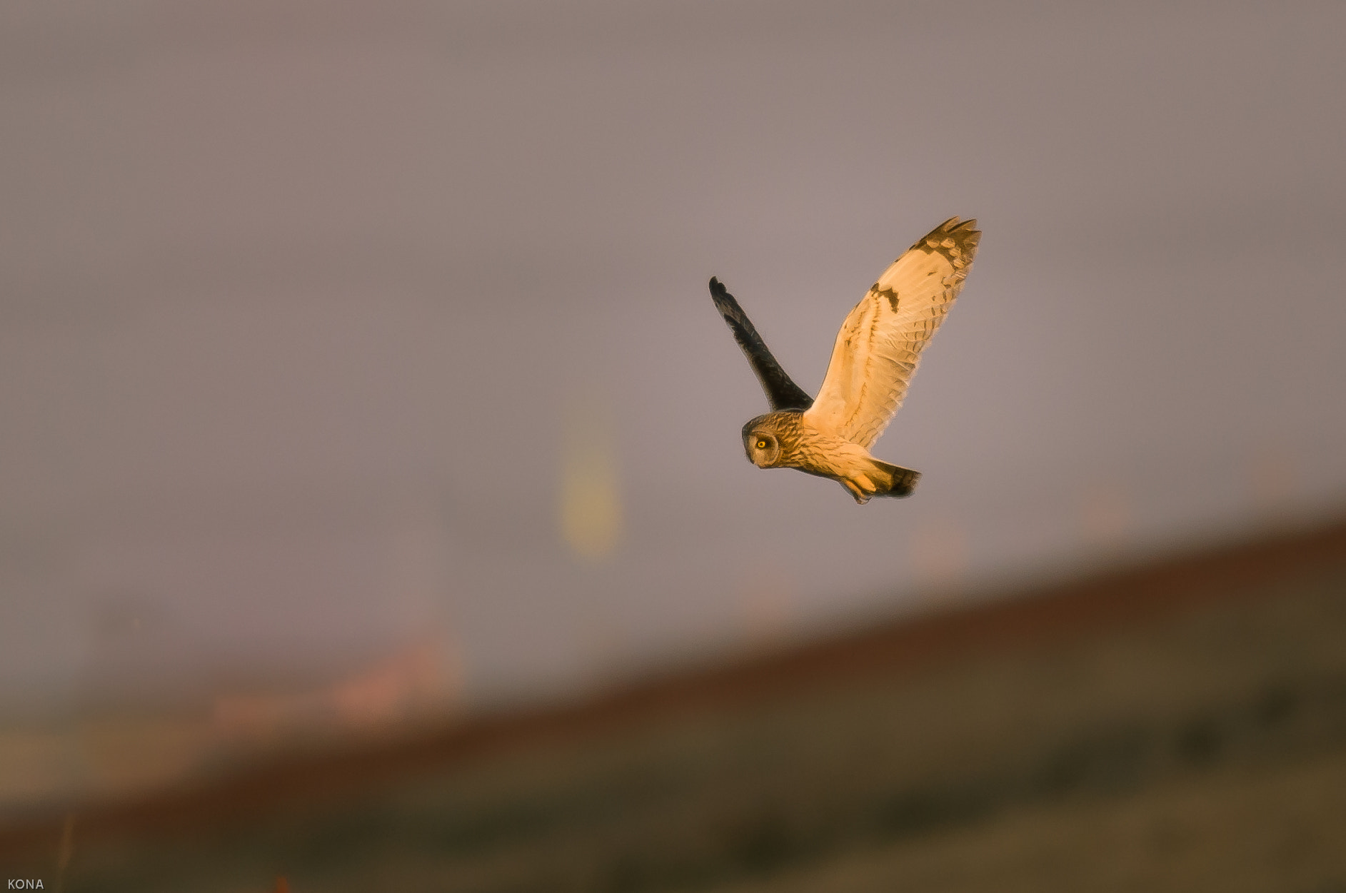 Nikon AF-S Nikkor 400mm F2.8G ED VR II sample photo. Komimi photography
