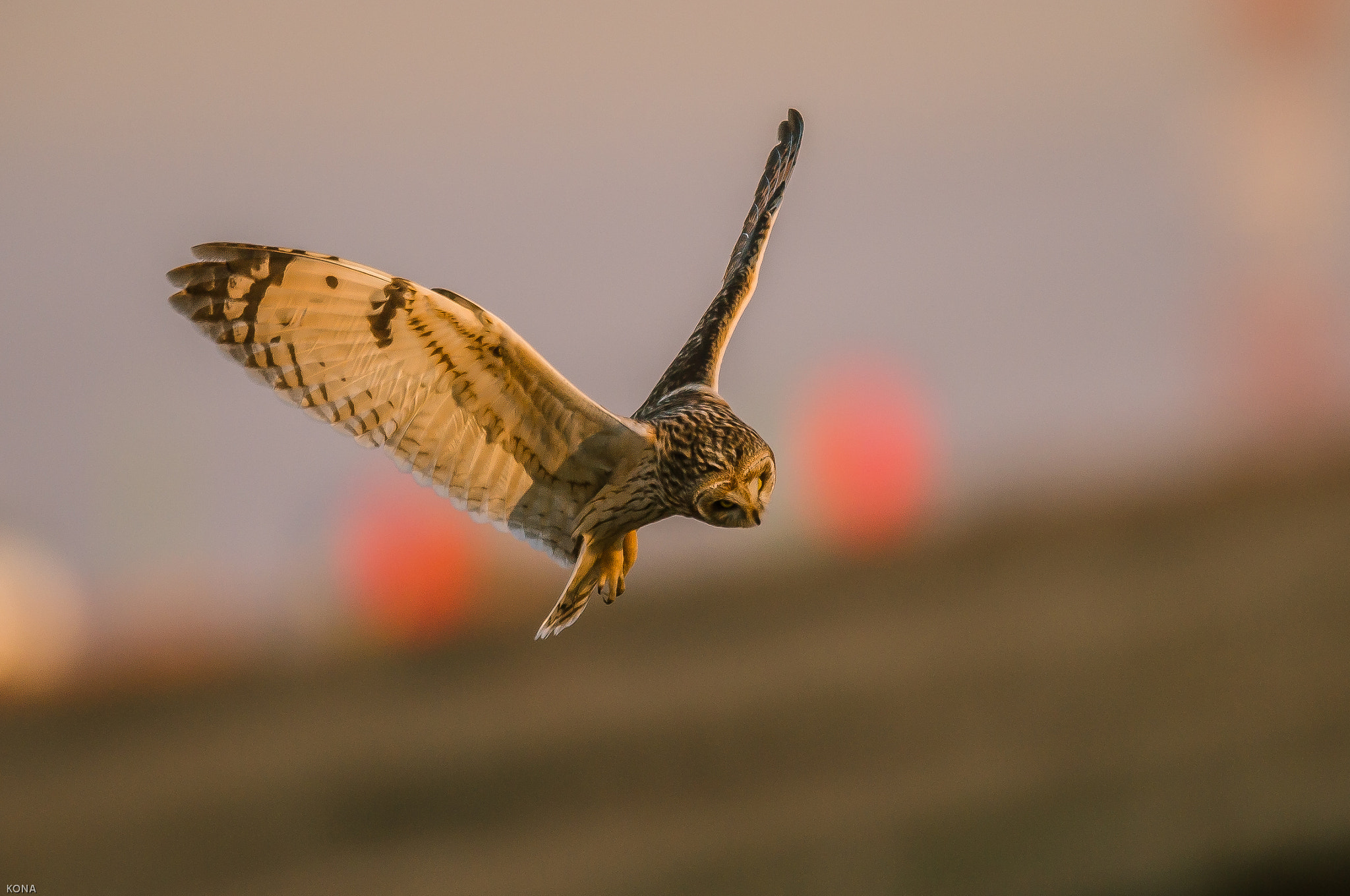 Nikon AF-S Nikkor 400mm F2.8G ED VR II sample photo. Komimi photography