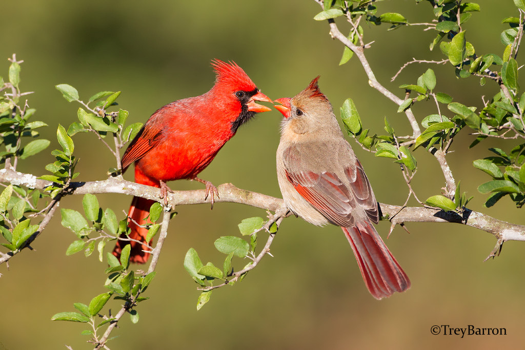 Cardinal pair by Trey Barron / 500px