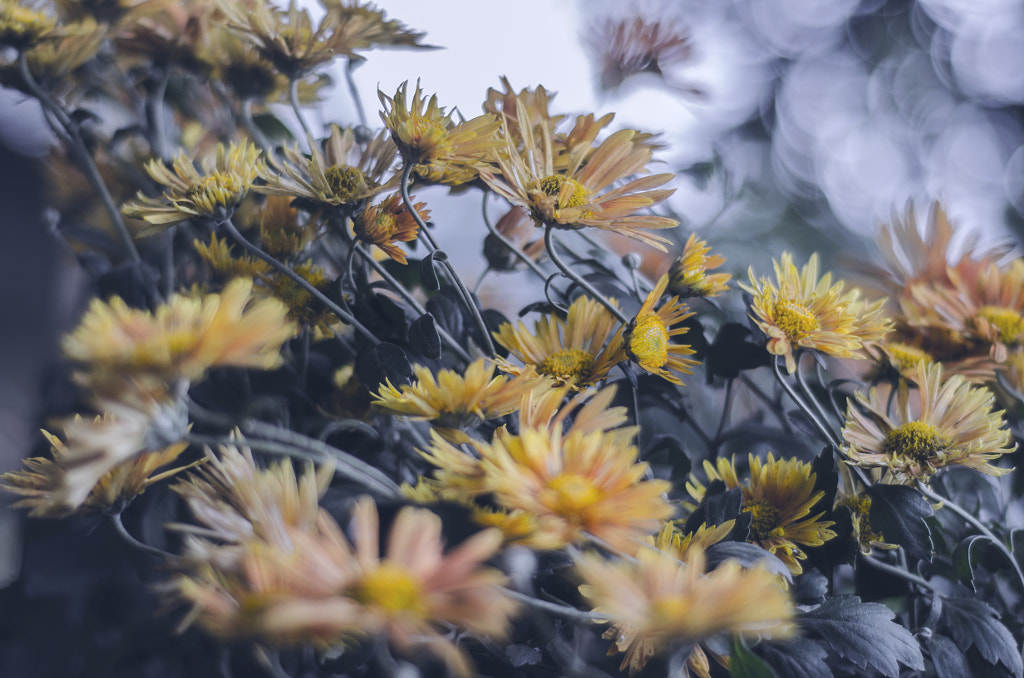 Flora