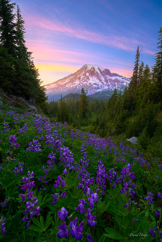 Mt Rainier Wildflowers by David Hodge / 500px