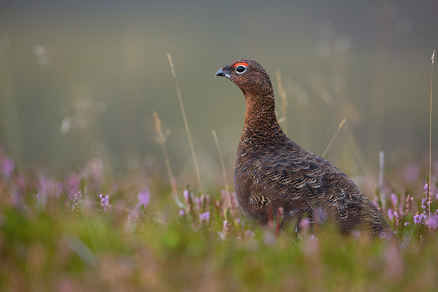 v2?sig=8a4397280ac8fa5f59a79dd2685203b19da62bf019348b27509d437b7331abc6