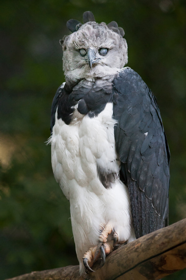 Scary Harpy by Johannes Wapelhorst on 500px.com