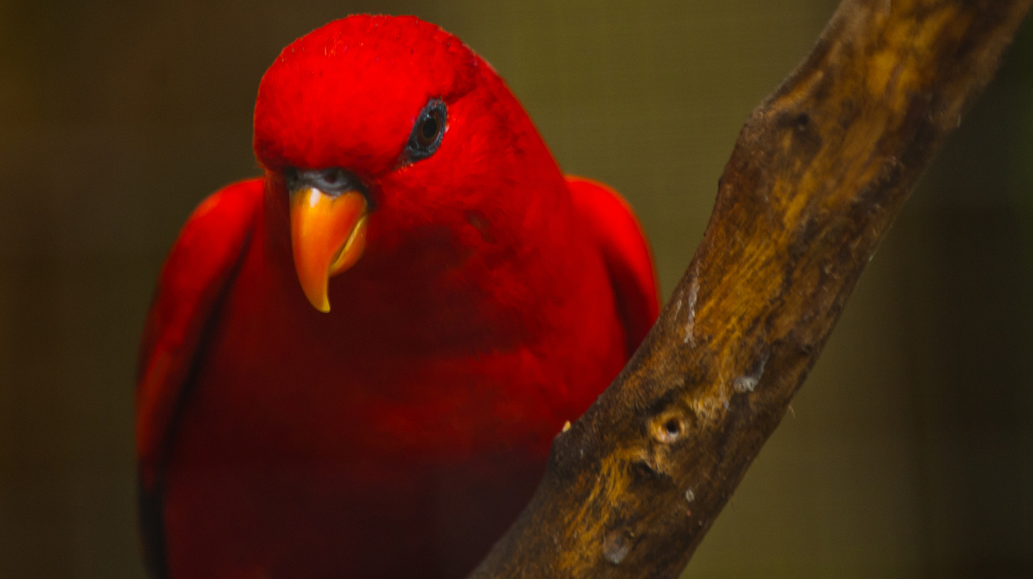 Flaming red budgie by Mike Fisher - Photo 948813 / 500px