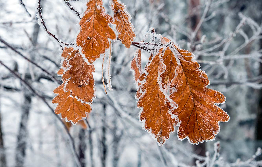 The last leaves by oleksandr Ivanov on 500px.com