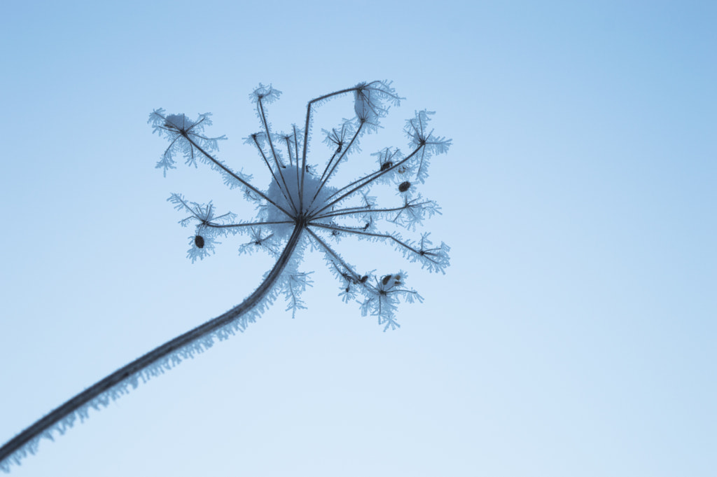 Winter macro plant by Artem Shalarts on 500px.com