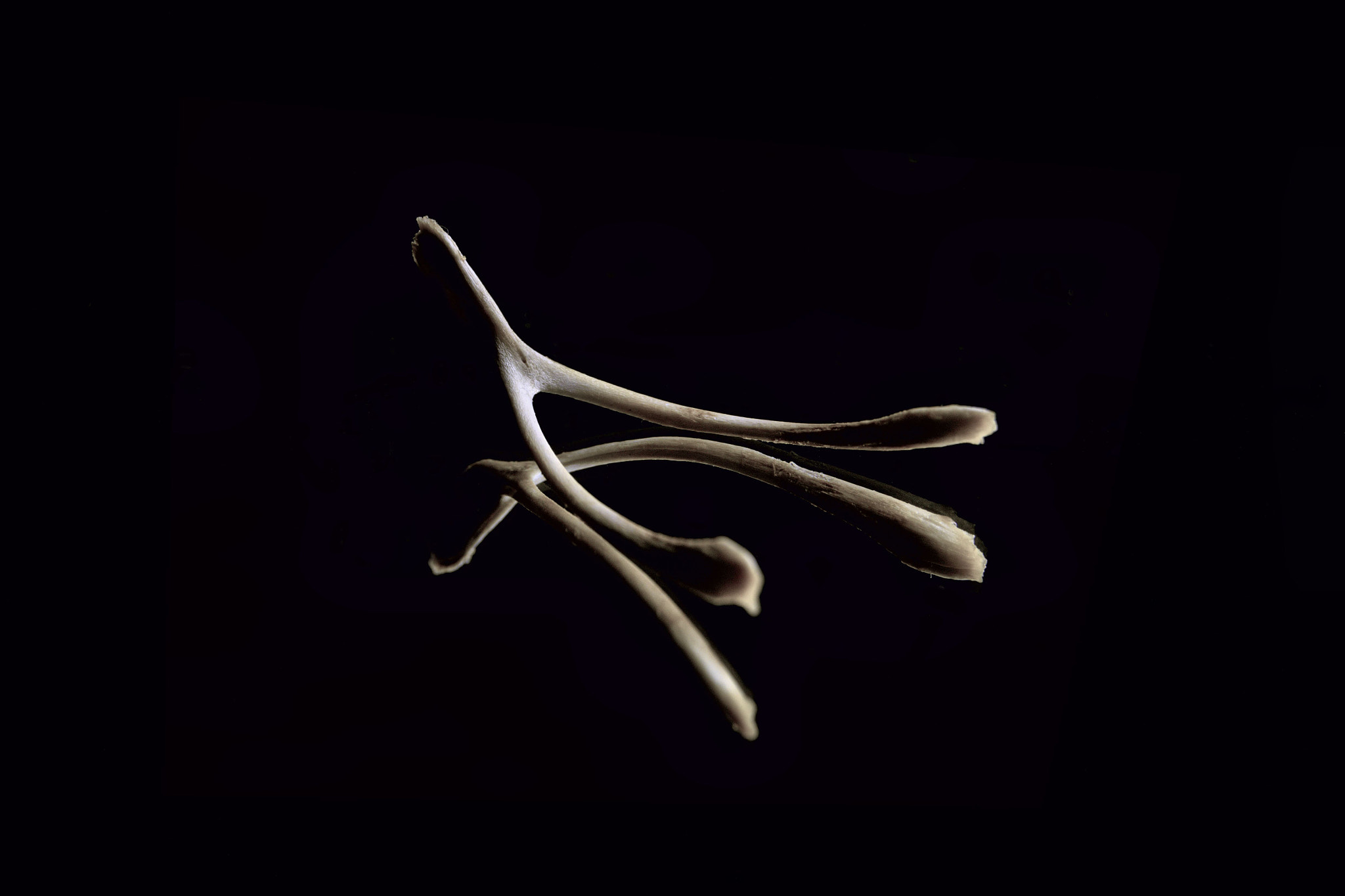 Wishbone