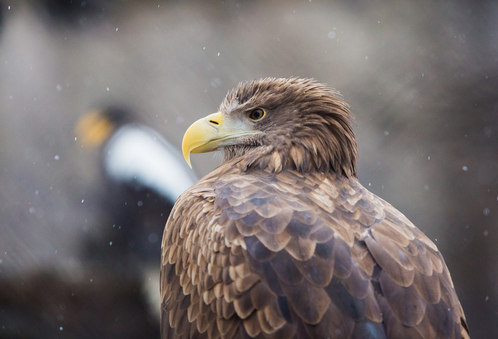 Facts About Eagles: Eagle Lifespan: How Long Do Eagles Live?