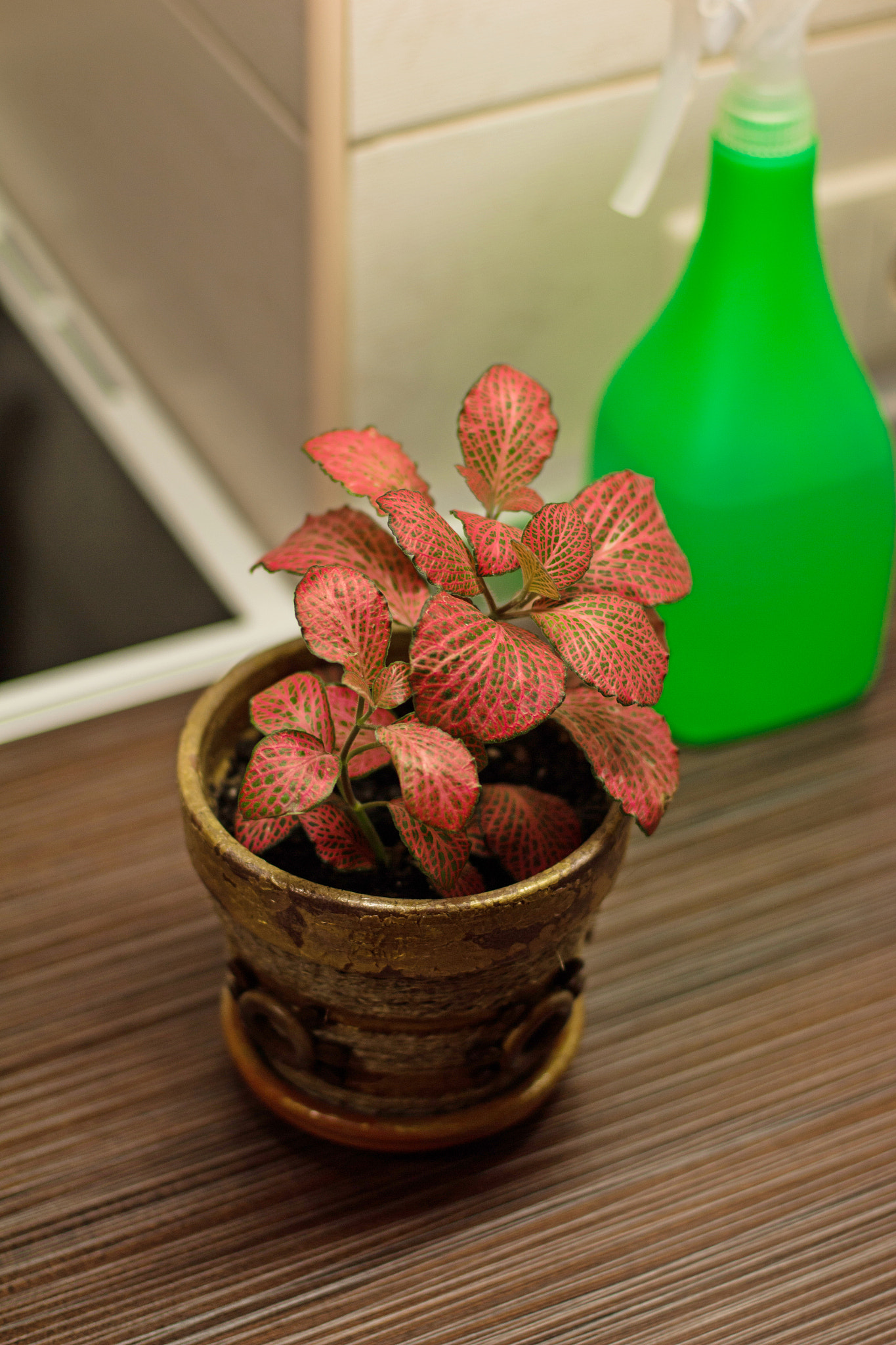 fittonia