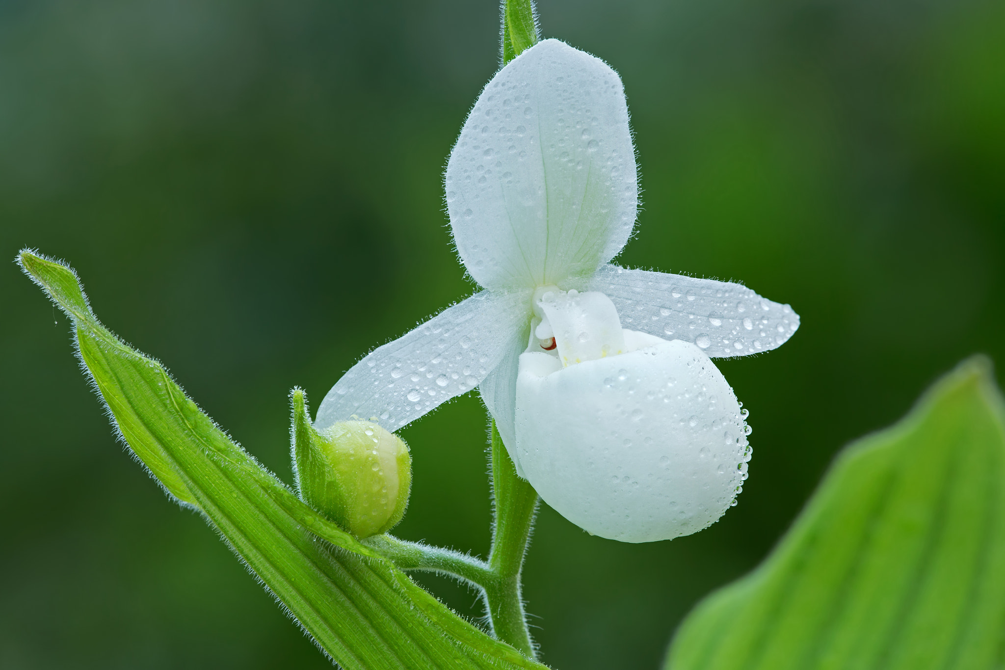 White Lady's Slipper with Raindrops