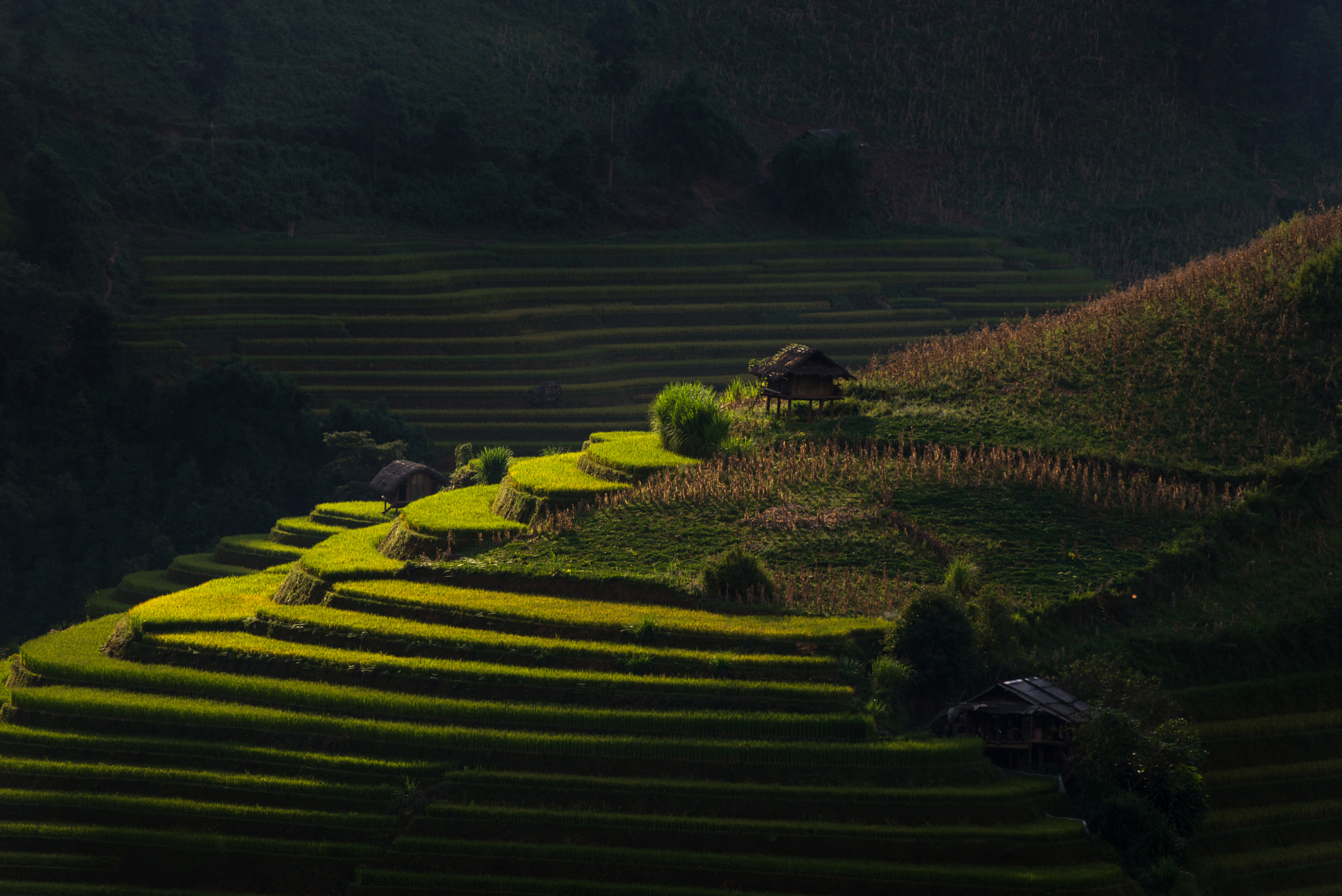 Terrace rice field.