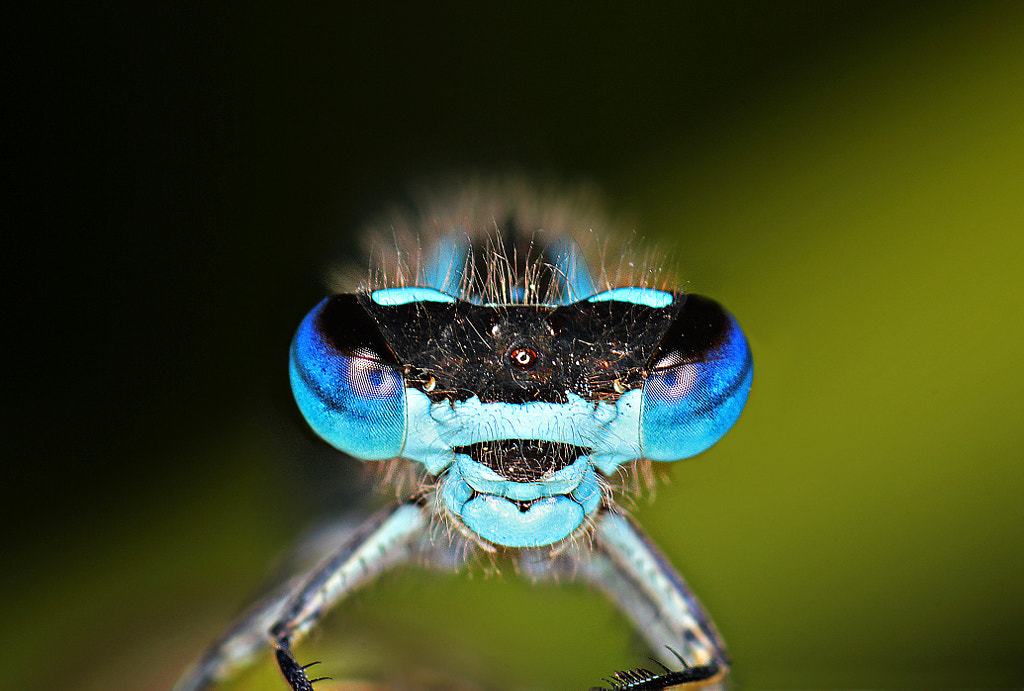 Hypnotised by Robert K. Baggs on 500px.com