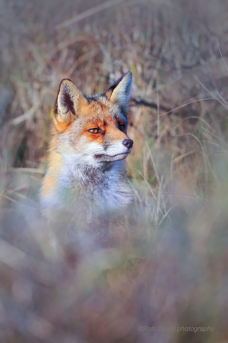 Red Fox on the lookout