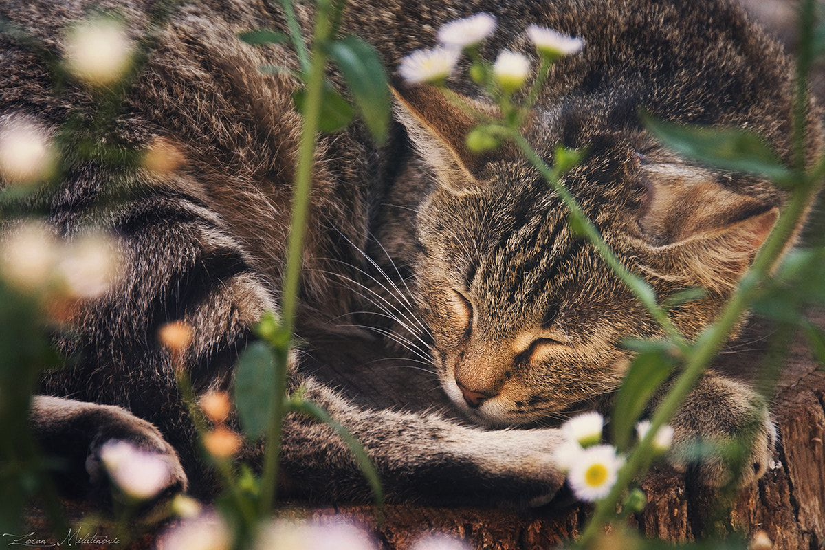 v2?sig=473ef728054010d6c889200f950a8cdde