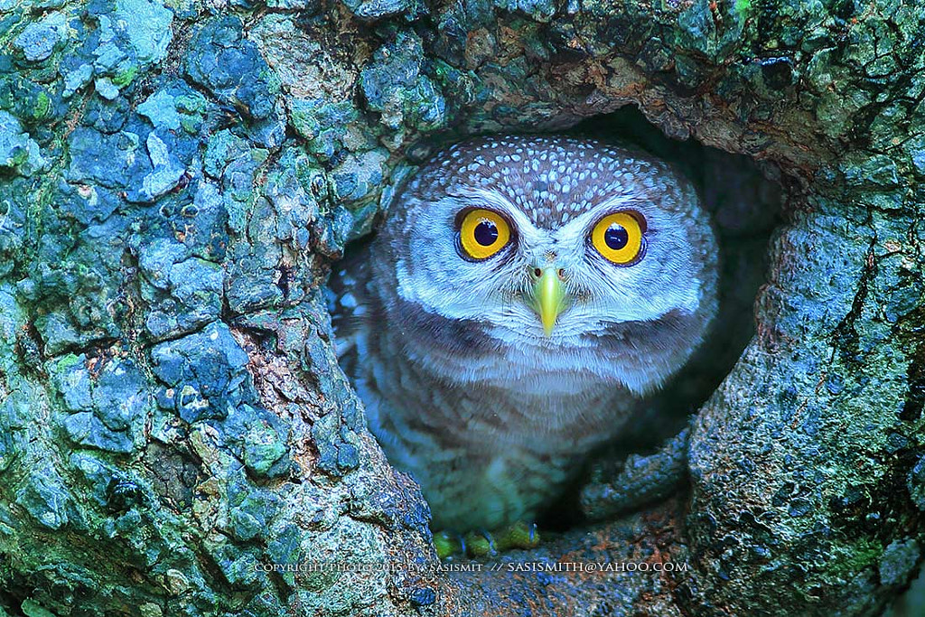 Spotted Owlet .. by Sompob Sasismit on 500px.com