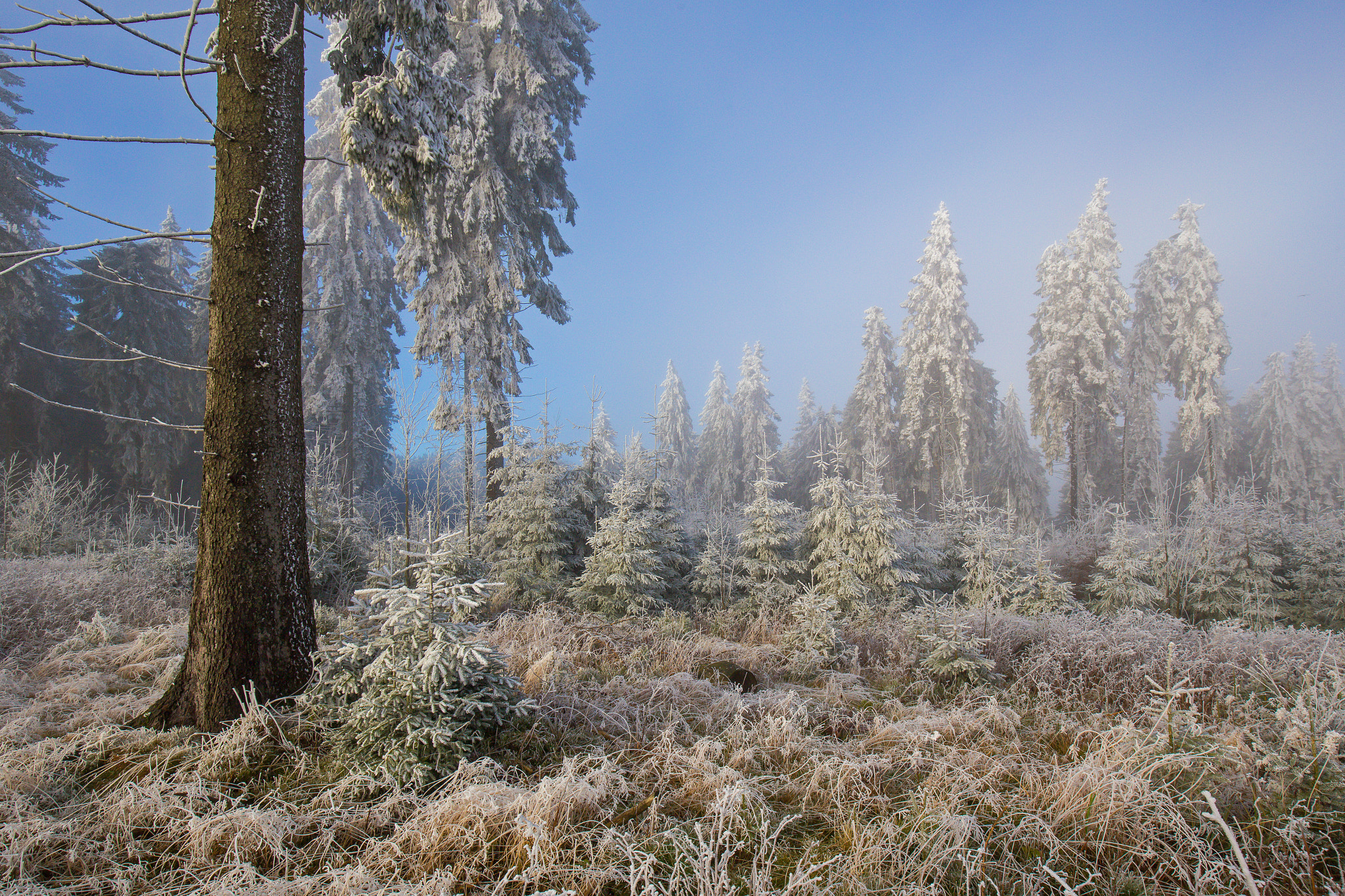 Winter am Rothaarkamm