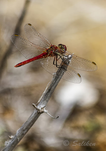 libelula by Santiago  Vidal Bort on 500px.com