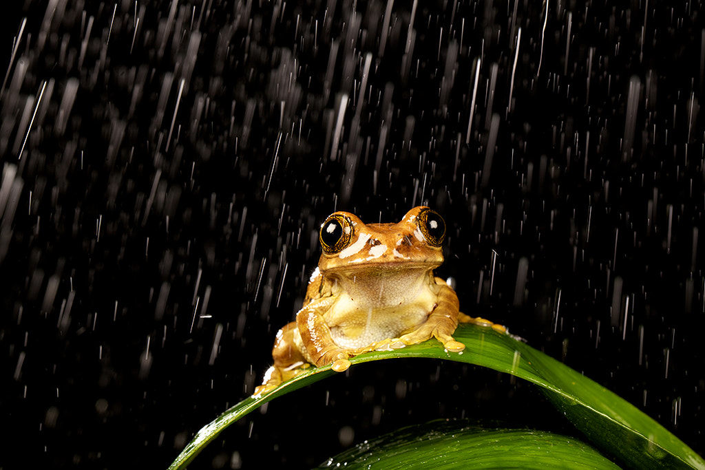 Frog + Rain = Happy Frog! by Mark Bridger / 500px