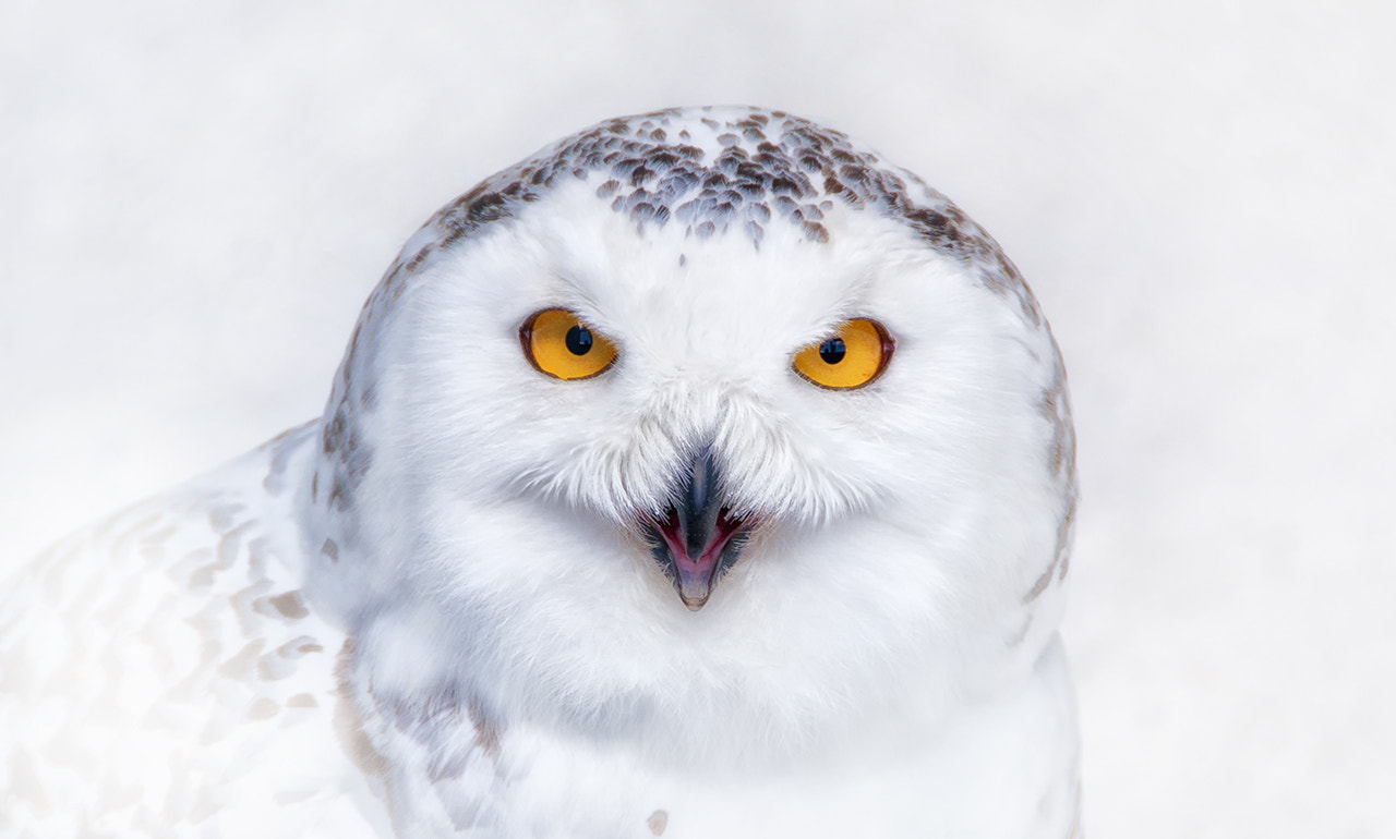 Bubo scandiacus by Rudi Moerkl Photo 95581083 / 500px