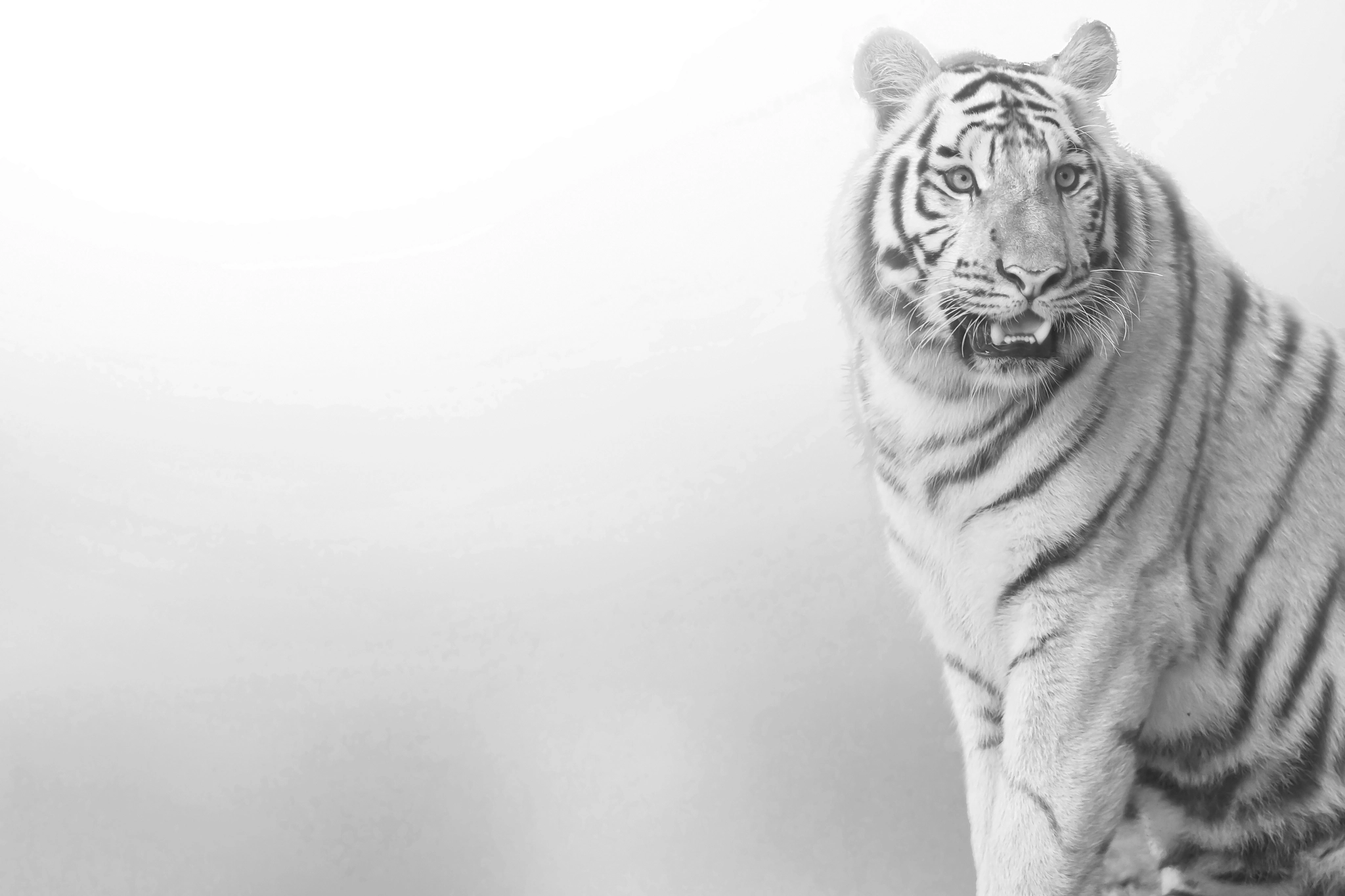 Tiger, portrait of a bengal tiger.