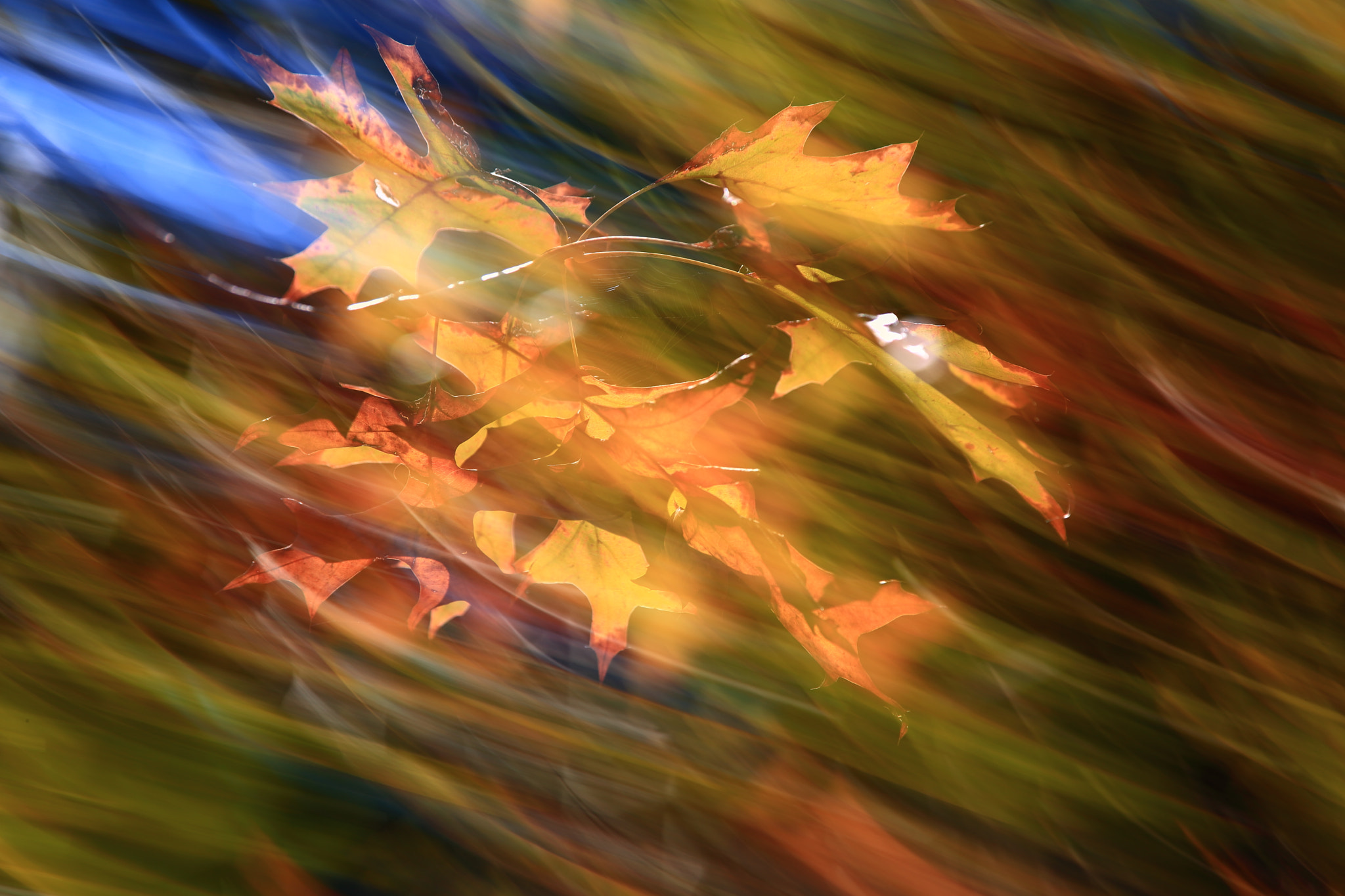 Autumn Leaves3