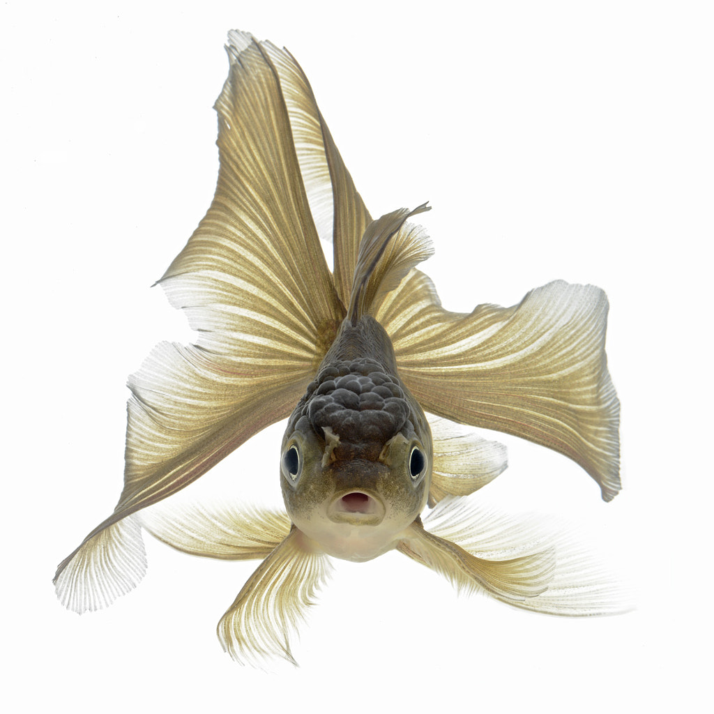 bronze goldfish by visarute angkatavanich / 500px