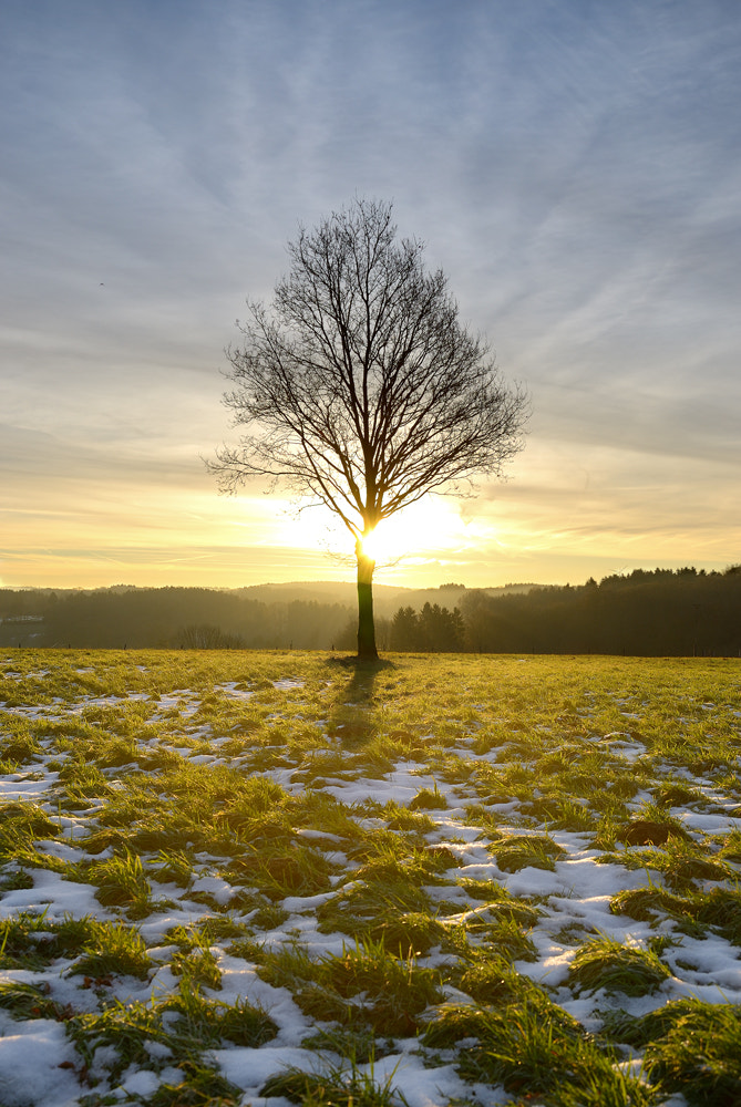 Gold winter light