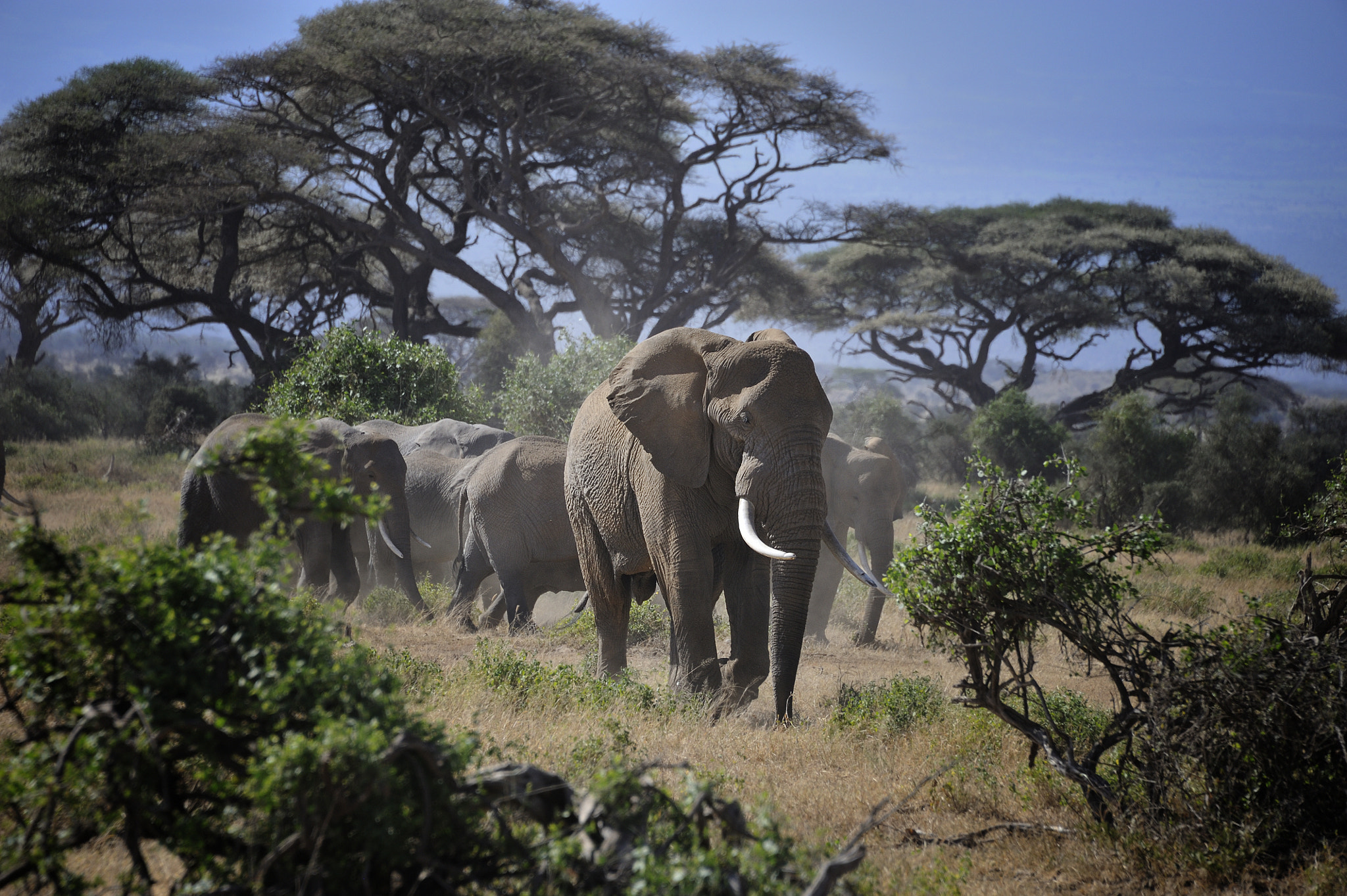 Elephants in Amboseli National Park, Kenya, East Africa