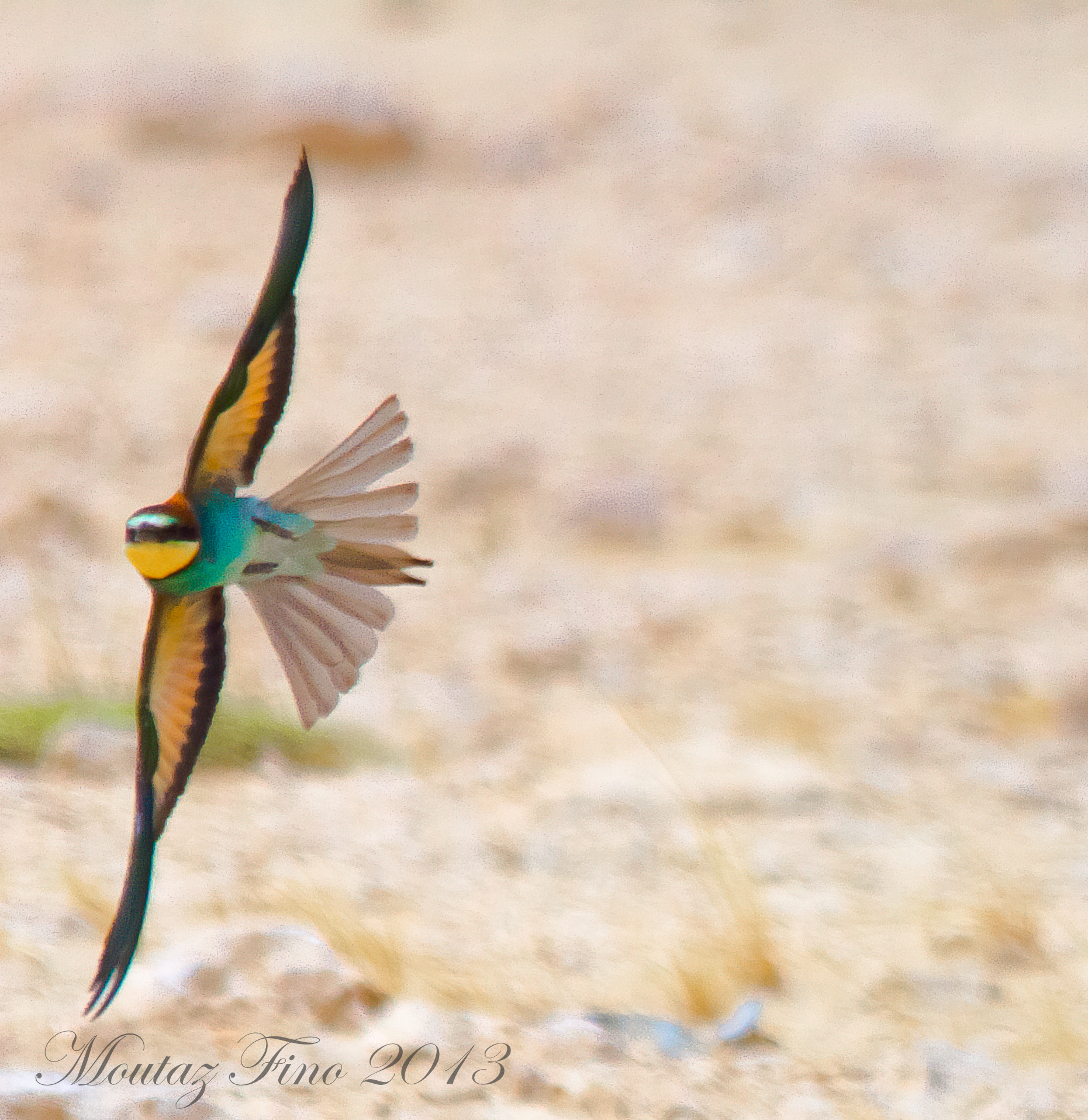 Sigma 150-500mm F5-6.3 DG OS HSM sample photo