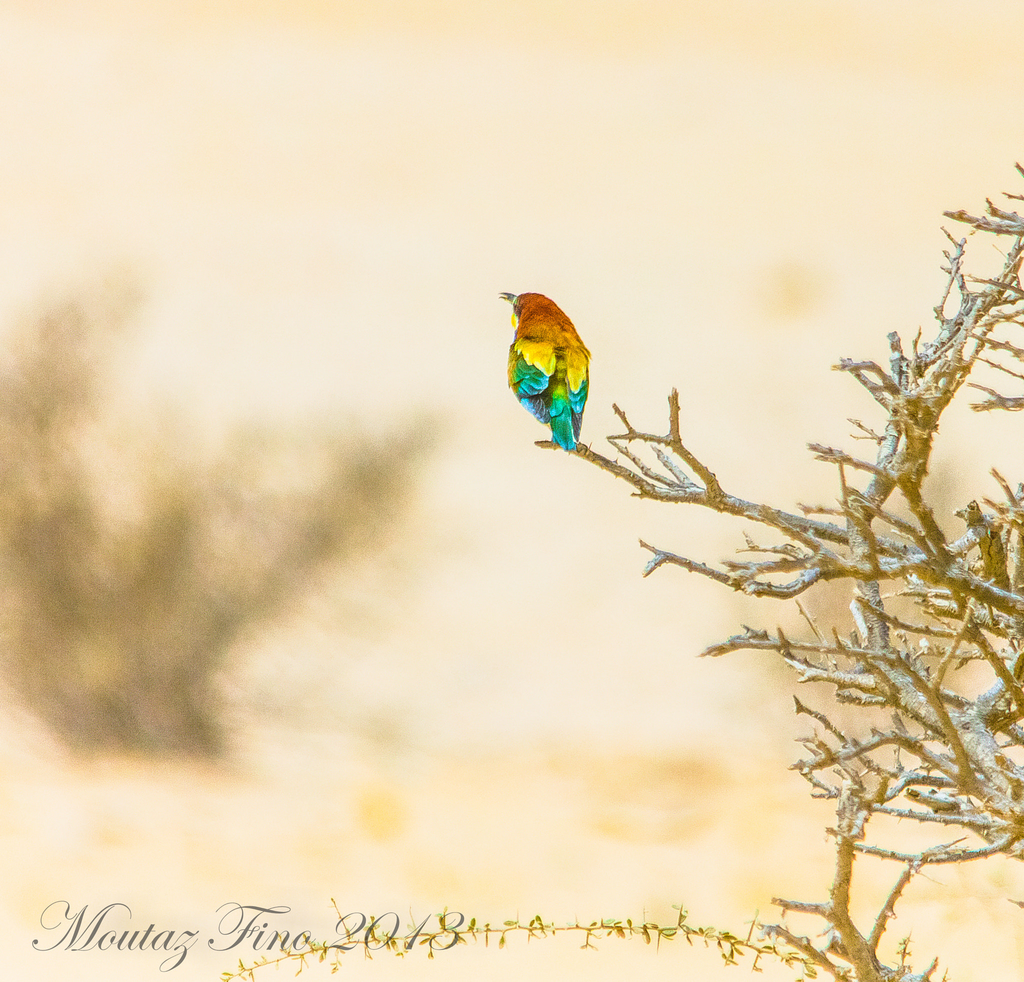 Sigma 150-500mm F5-6.3 DG OS HSM sample photo. Bee eater photography