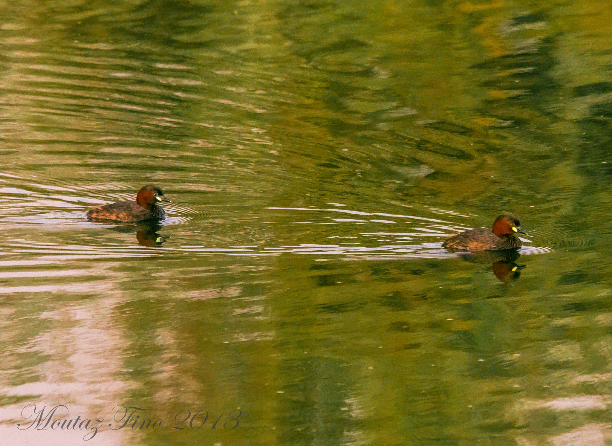 Sigma 150-500mm F5-6.3 DG OS HSM sample photo