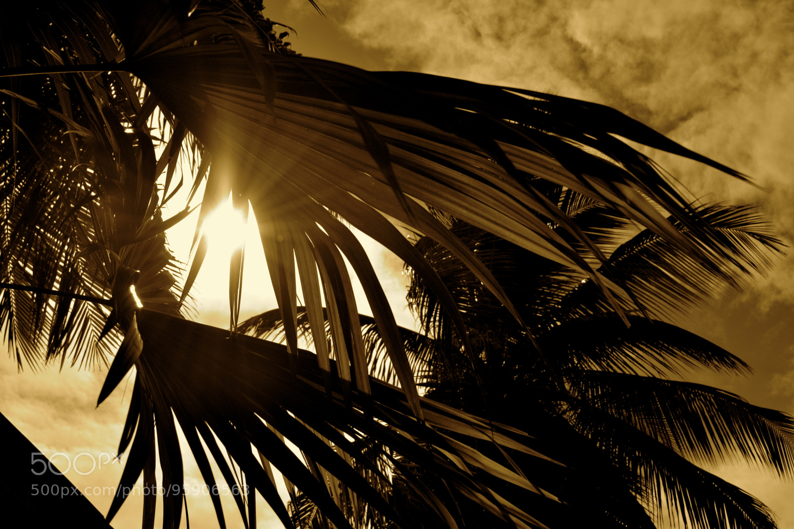 Nikon D3100 sample photo. Sun high photography