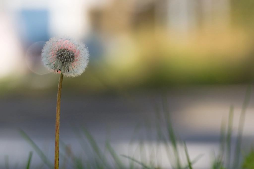 urban nature by Kristian Papp on 500px.com