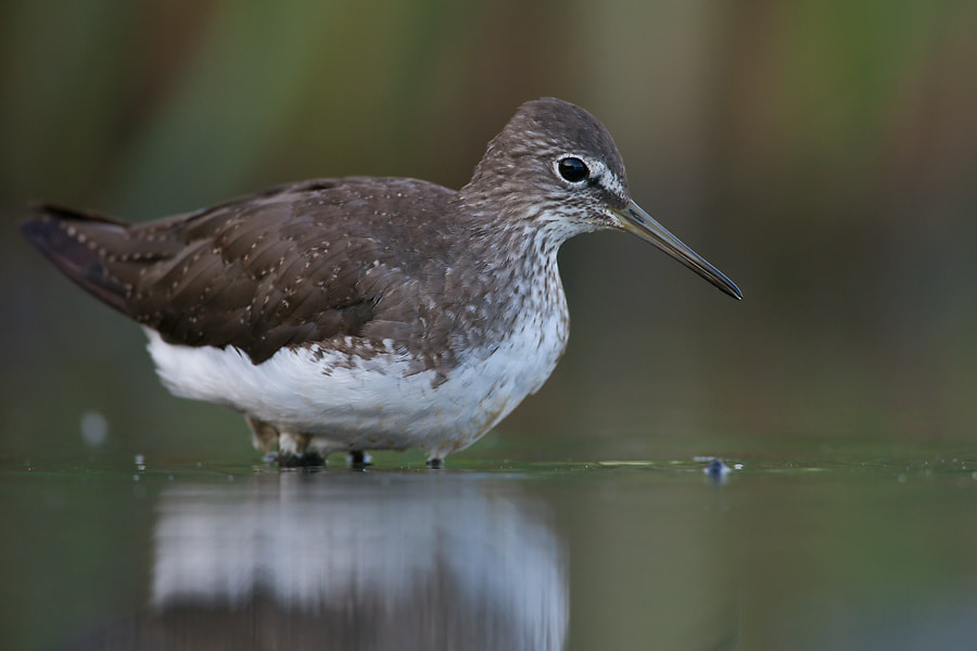 Green Sandpiper