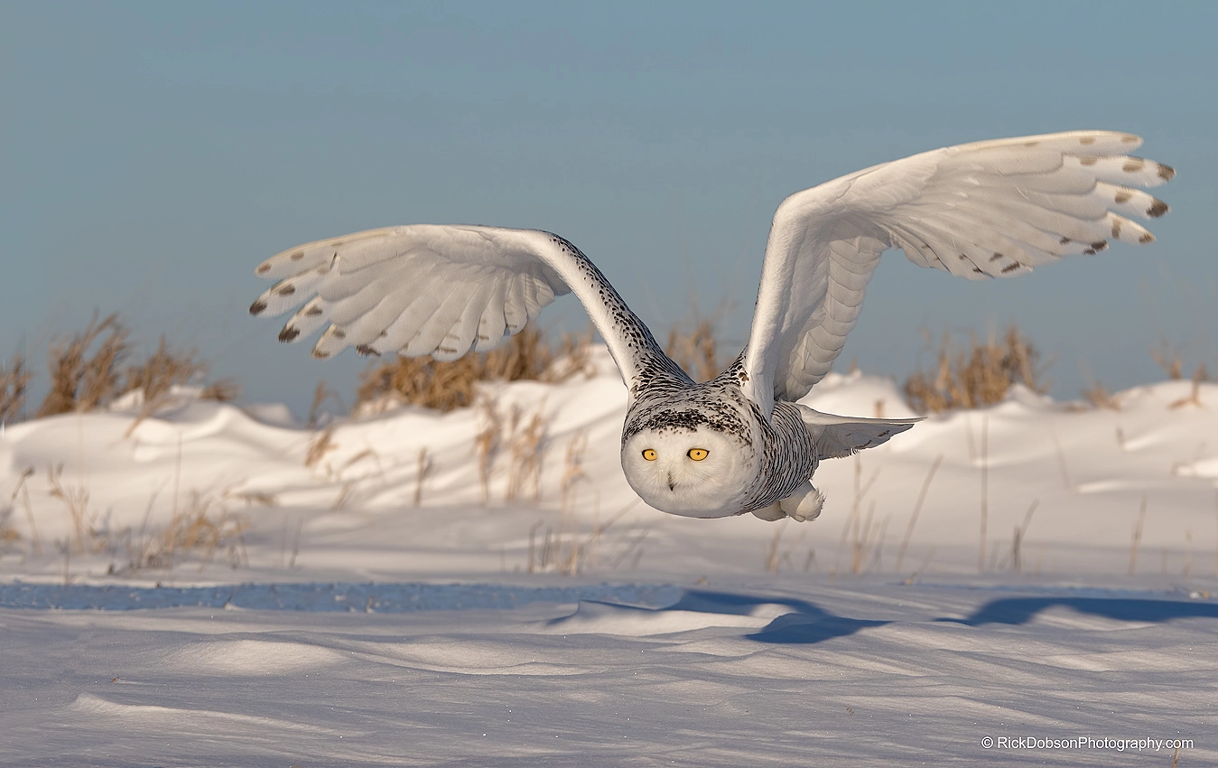 Snowy Owl Fly Over by Rick Dobson - Photo 95972029 / 500px