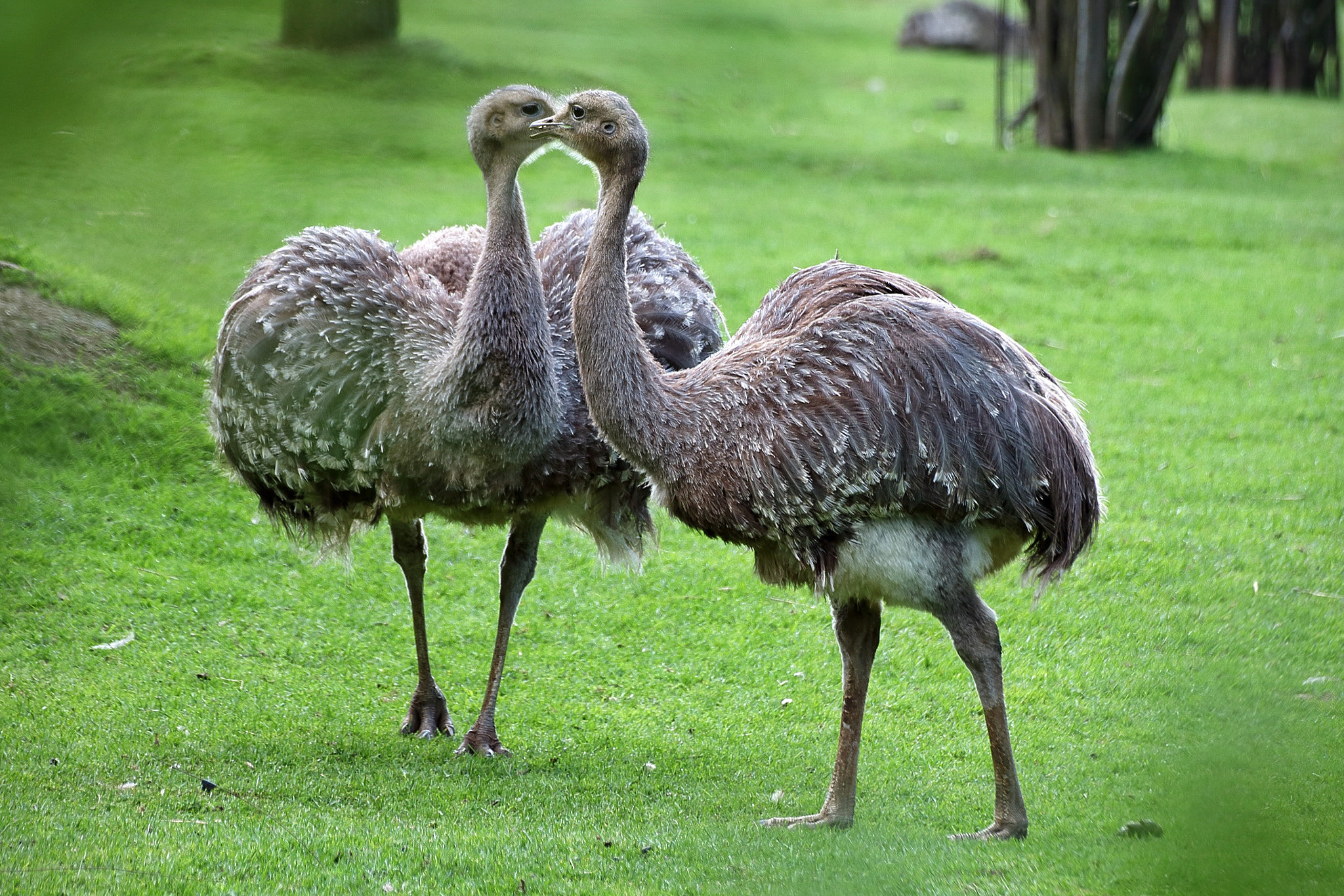 Ostriches