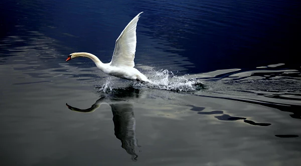 Taking off by Chiara Marcon on 500px.com