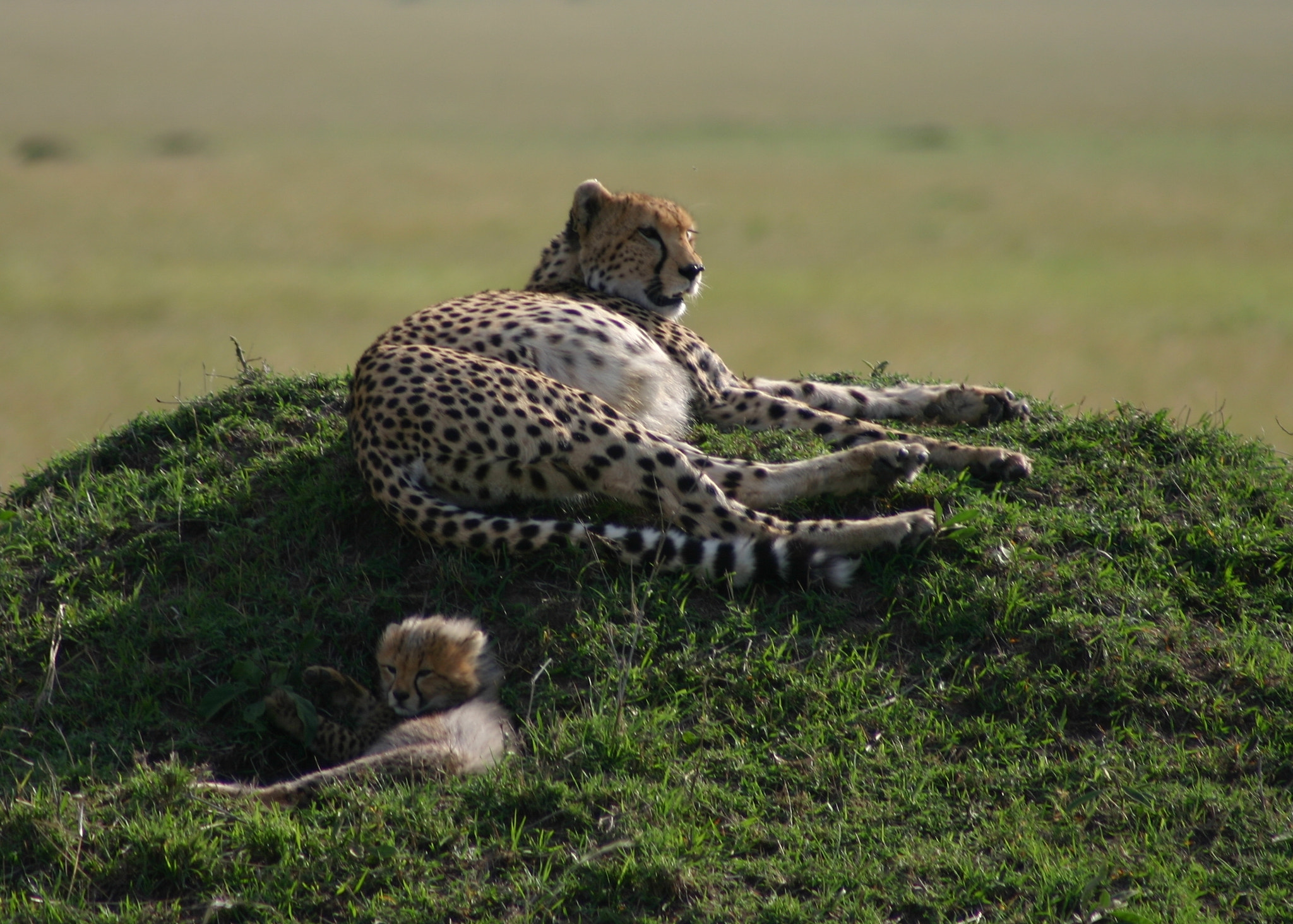 Download Cheetah Mother & Cub by Gene Taylor / 500px