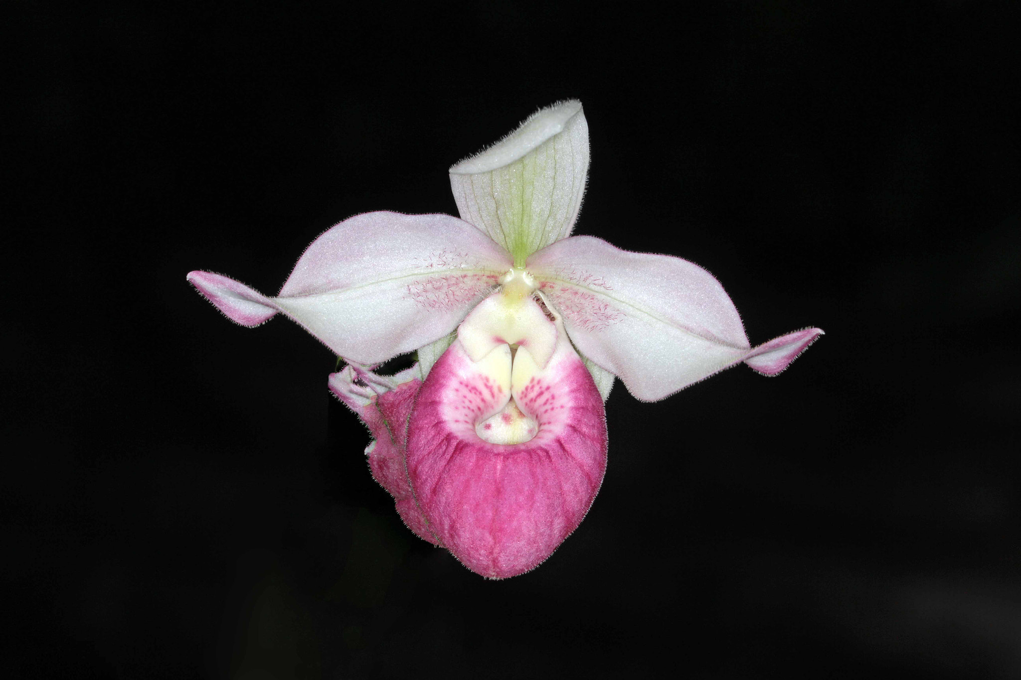 floating lady slipper