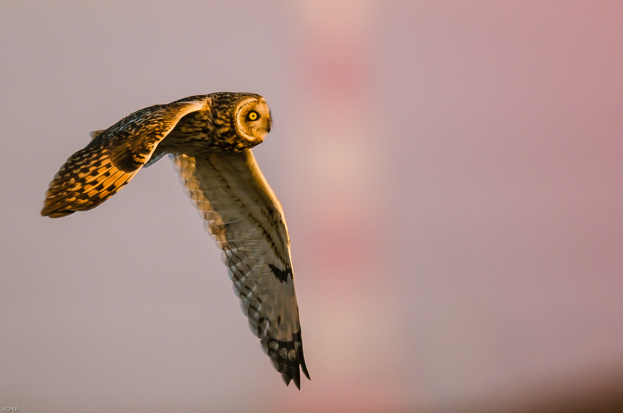 Nikon AF-S Nikkor 400mm F2.8G ED VR II sample photo. Komimi photography