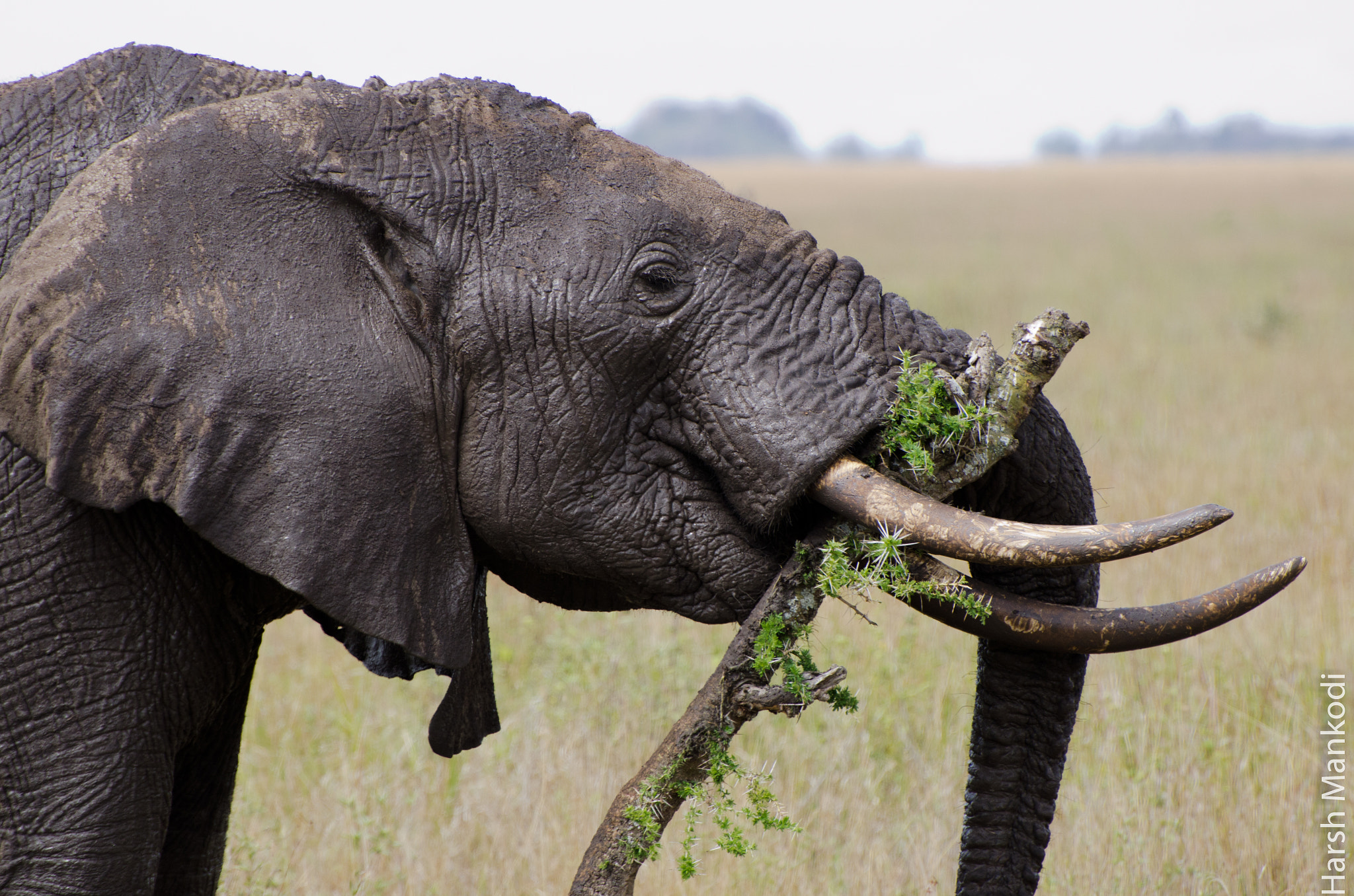Dentist said I need to brush farther back