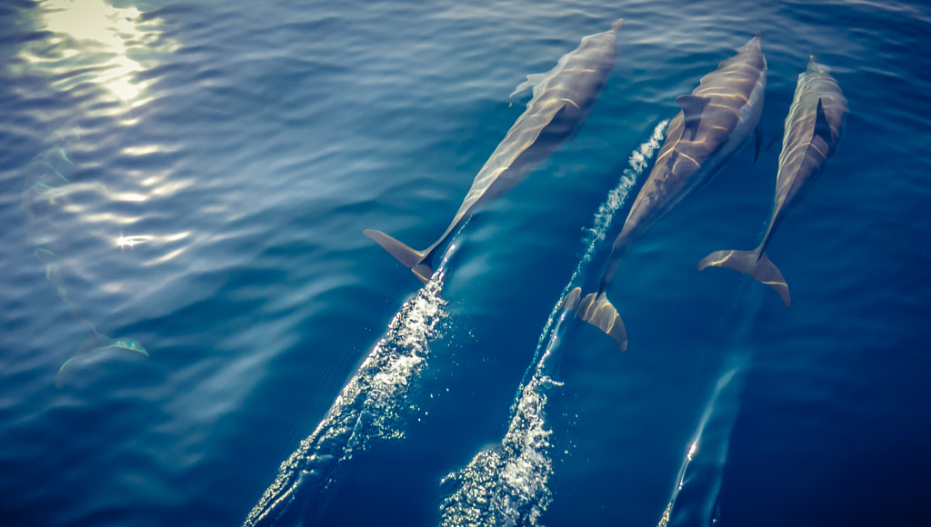 Dolphins by Niklas Bernstein on 500px.com