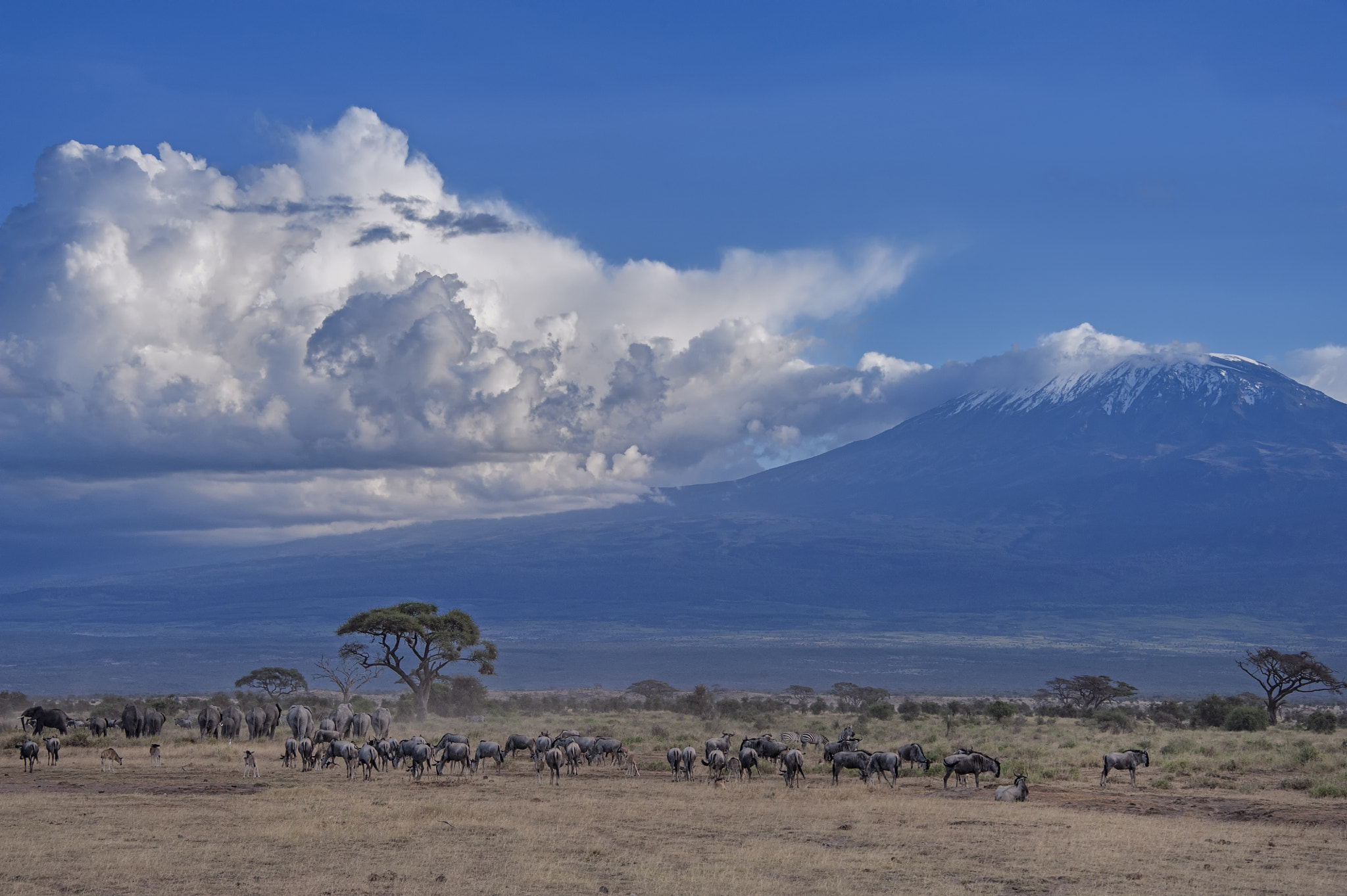 Herds of animals in front of Mt. Kilimanjaro, Amboseli National Park, Kenya, East Africa