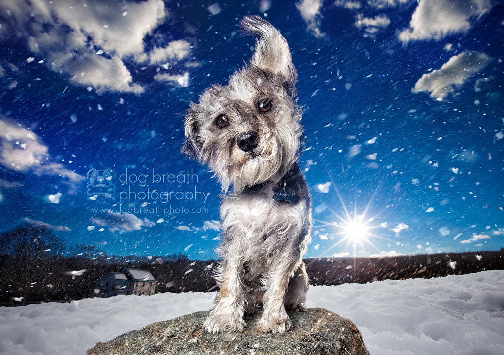 Meet One Of The Best Dog Photographers On 500px And In The World 500px