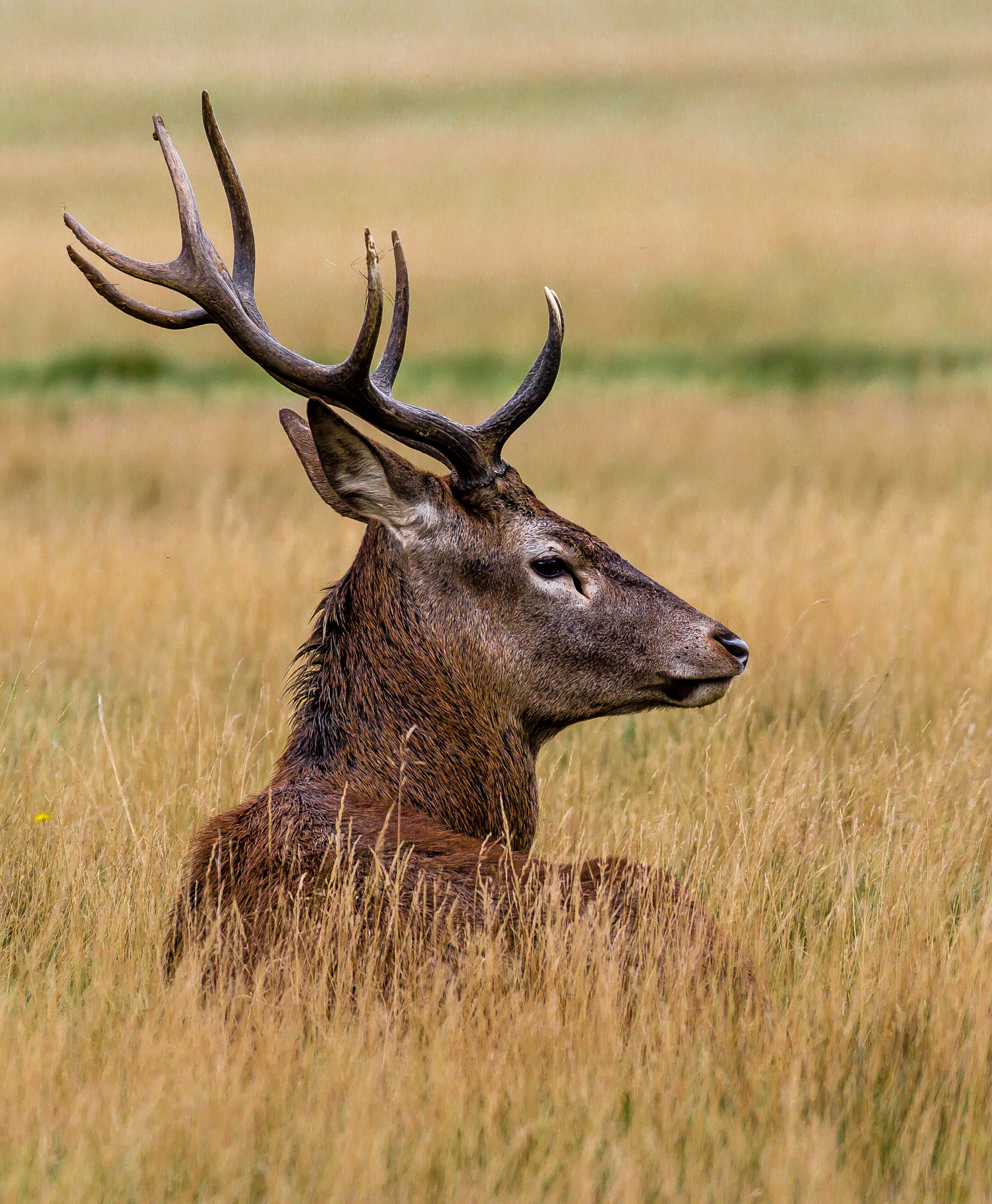 Red Deer, Stag