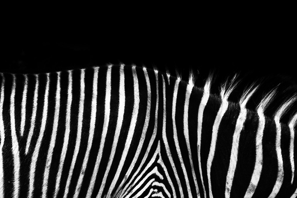 Zebrato by Arshad Husain Siddiqui on 500px.com