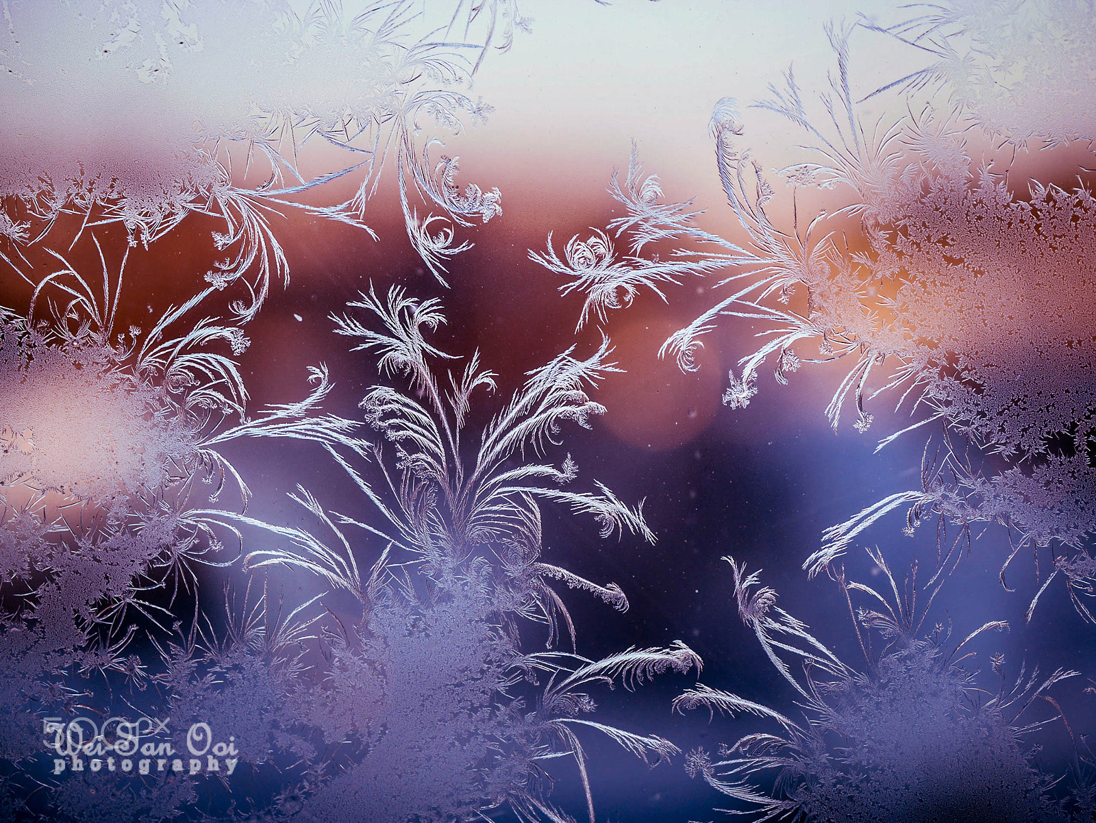 Panasonic Leica DG Macro-Elmarit 45mm F2.8 ASPH OIS sample photo. Fern frost 06 photography