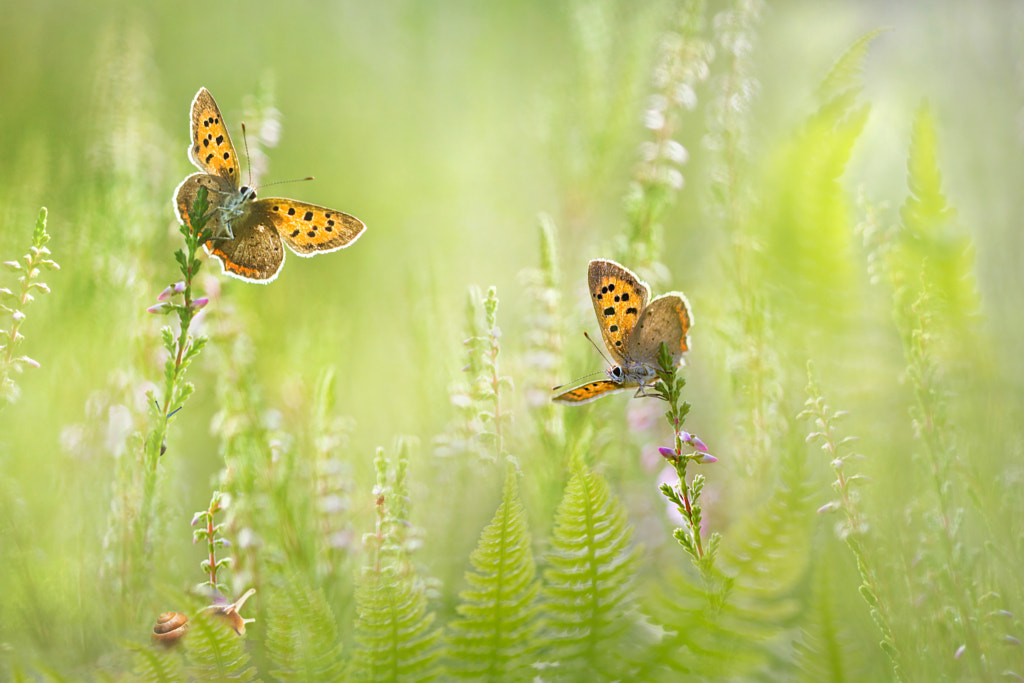 Summerdream by Teuni Stevense on 500px.com