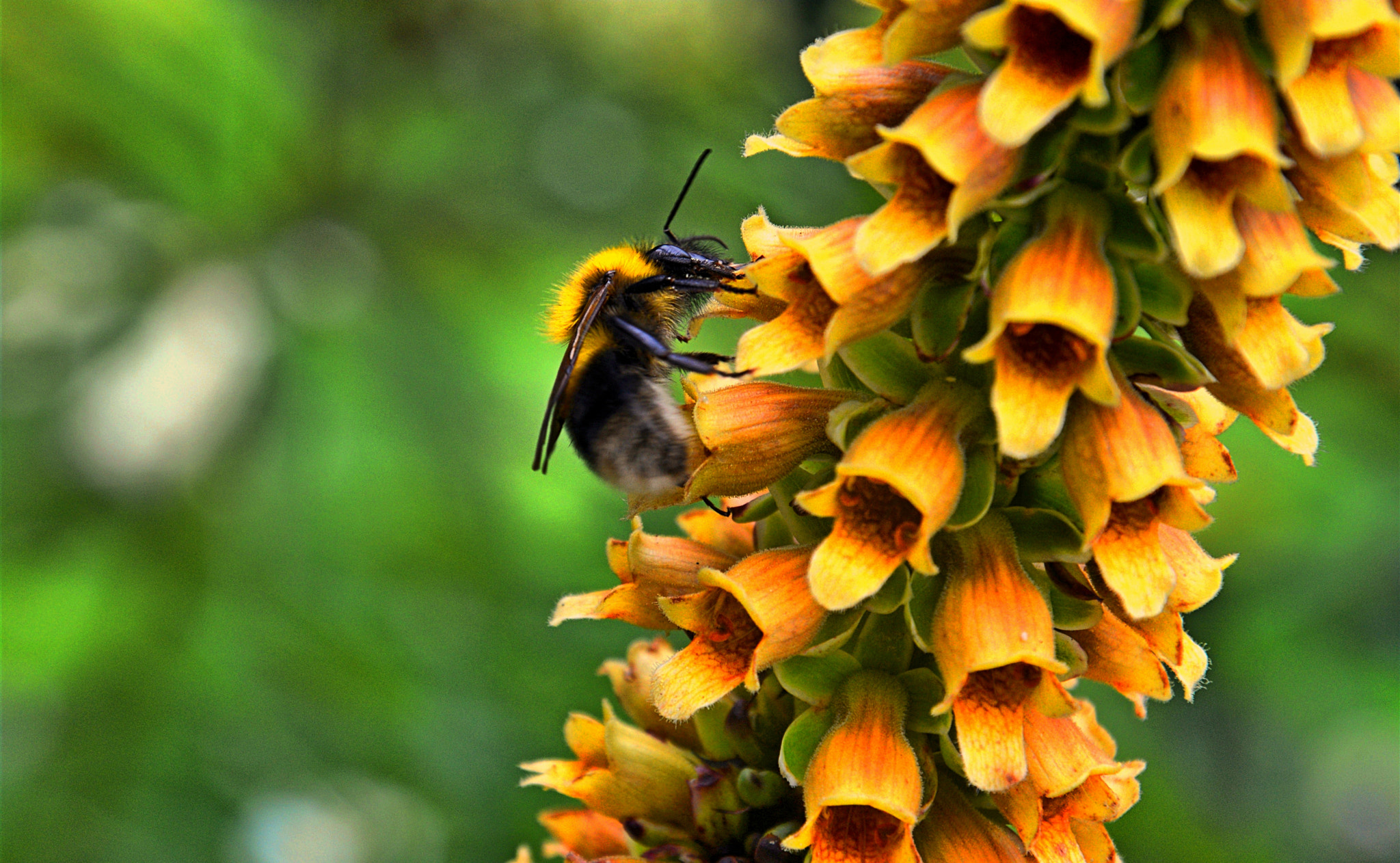 Golden bee by Nuray Doğan / 500px