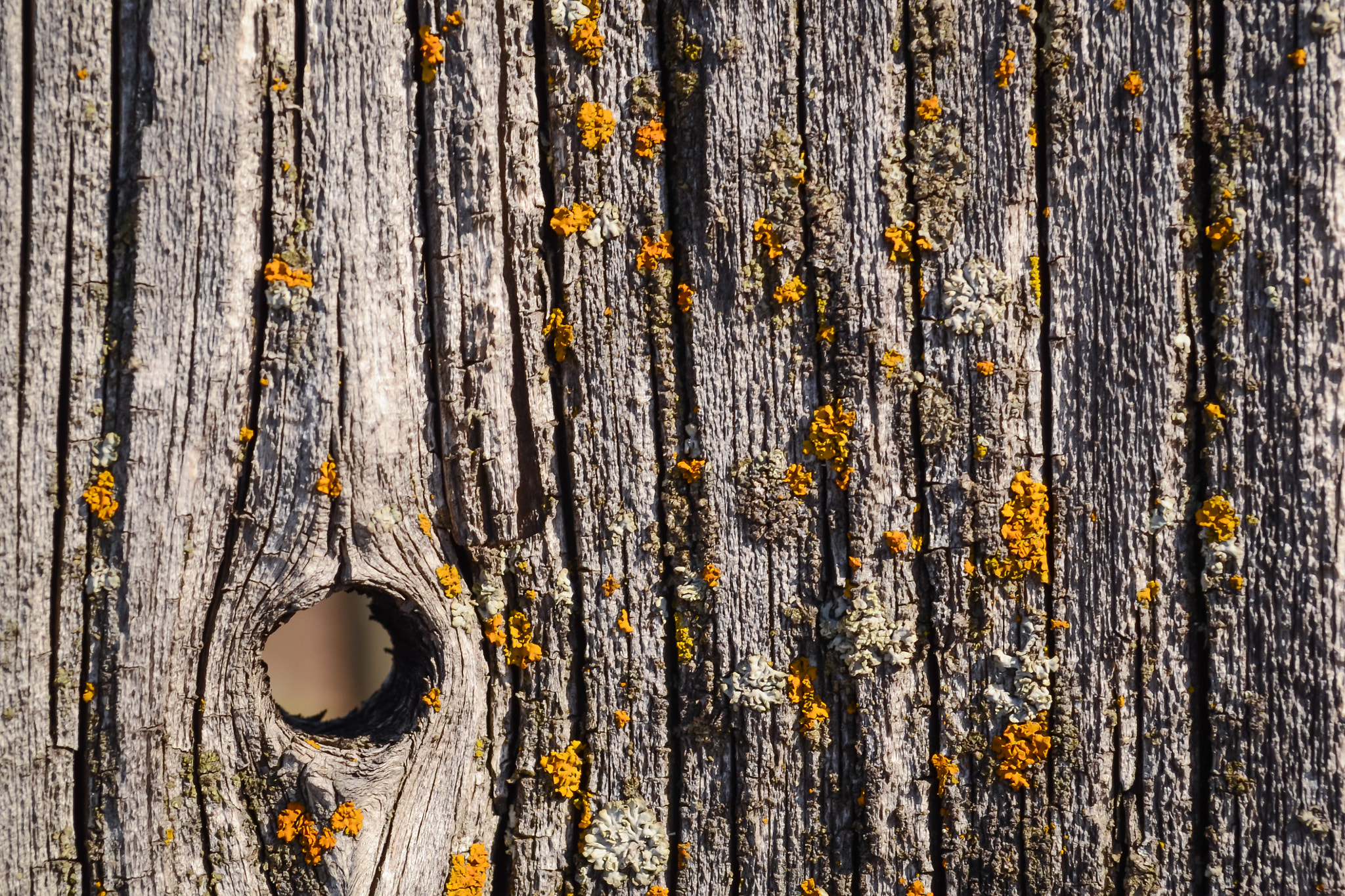 Lichen on a plank